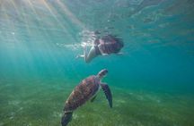 Tour to swim with turtles