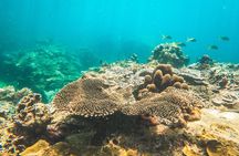 Full-Day Cruise of Koh Nang Yuan and Koh Tao From Koh Samui