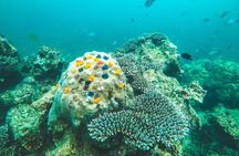 Full-Day Cruise of Koh Nang Yuan and Koh Tao From Koh Samui
