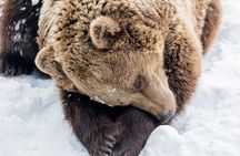 Ranua Zoo Family Tour from Rovaniemi