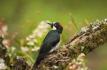 Birdwatching and Coffee Tour in Salento