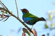 Birdwatching and Coffee Tour in Salento