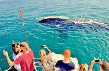 Hermanus Whale Watching Shared Boat Trip and Private Wine Tour from Cape Town