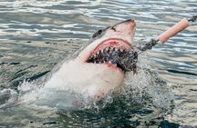 Cape Town: Shark Cage Diving & Penguins Tour to Gansbaai with private transfers