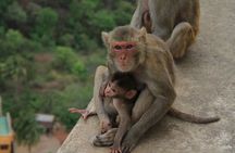 Mount Popa Tour