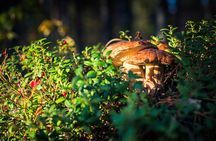 Wild Berries and Mushroom picking tour