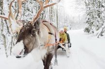 Santa's Reindeer & Husky Safari + Santa's Pets + Aurora Hunt!