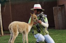 Voluntering at the Cochahuasi Sanctuary