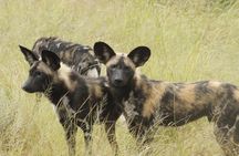 6-Day Private South to North Kruger National Park Tour