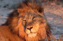 6-Day Private South to North Kruger National Park Tour