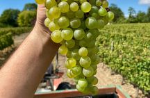 Top 3 Cape Town Wineries Half Day Private Tour