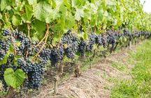 Private Tour of Top 5 Stellenbosch Wineries From Cape Town