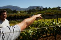 Top 3 Cape Town Wineries Half Day Private Tour