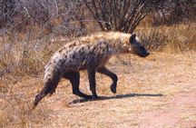 Economic 1-Day Kruger Safari from Maputo