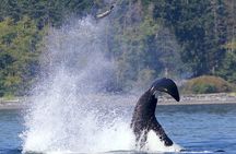 Victoria Whale Watching Cruise with Expert Naturalists