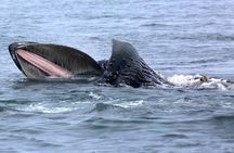 Victoria Whale Watching Cruise with Expert Naturalists