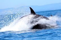 Victoria Ultimate Marine Whale & Wildlife Tour