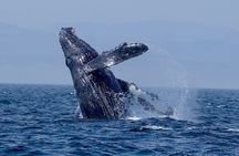 Victoria Ultimate Marine Whale & Wildlife Tour