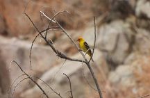 Private-36 Hour Adventure in Joshua Tree National Park
