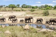 Private 2-day Diani Beach To Tsavo East and West Safari