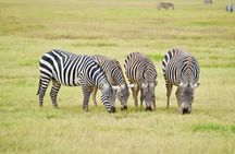 Private 2-day Diani Beach To Tsavo East and West Safari