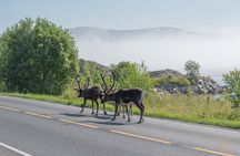 Arctic Roadtrip: fjords with scenic picnic | Private