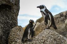 Cape Peninsula Half Day Tour From Cape Town Travel Choice Award