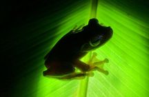 All-Inclusive Jungle Night Tour