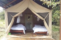 Masai Mara Interactive Safaris 