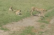Masai Mara Interactive Safaris 