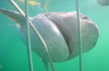 Shark Cage Diving Adventure In Cape Town with scuba