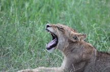 Pilanesberg Full Day Safari Experience