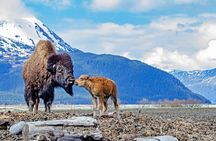 Valley of Glaciers Experience with Portage Glacier Cruise and Wildlife Tour