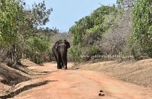 Special Leopard Safari Tour in Yala National Park by Malith & the team