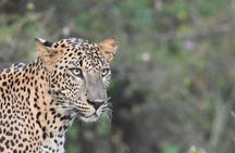 Special Leopard Safari Tour in Yala National Park by Malith & the team