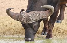 Wildlife Safari, Olive, Beer/Wine Tasting Day Tour from Cape Town
