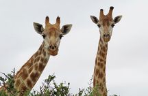 Wildlife Safari, Olive, Beer/Wine Tasting Day Tour from Cape Town