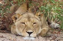 Wildlife Safari, Olive, Beer/Wine Tasting Day Tour from Cape Town