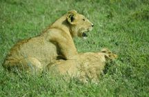 4-Day Camping on the Big Five Private Safari