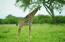 4-Day Camping on the Big Five Private Safari