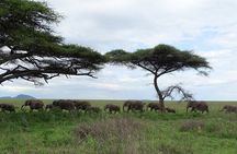 4-Day Camping on the Big Five Private Safari