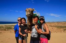 Camel Ride On The Beach at Los Cabos