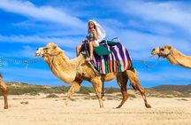 Camel Ride On The Beach at Los Cabos