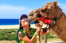 Los Cabos Camel Ride Adventure On The Beach