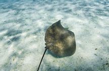 Half-Day Private Luxury Tour from Bora Bora