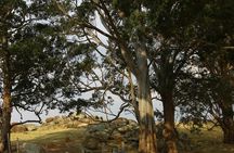 São Paulo Coffee Tour: Farm, Culture & Lunch Included – 6h