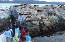 Catamaran Tour through the Beagle Channel in Ushuaia