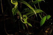 Monteverde Rain Forest Night Walk