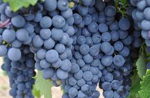 Barossa and Hahndorf Wine Tasting and Sightseeing Tour