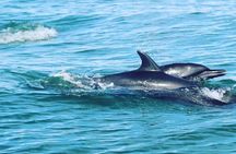 Combo Tour Marino Ballena National Park